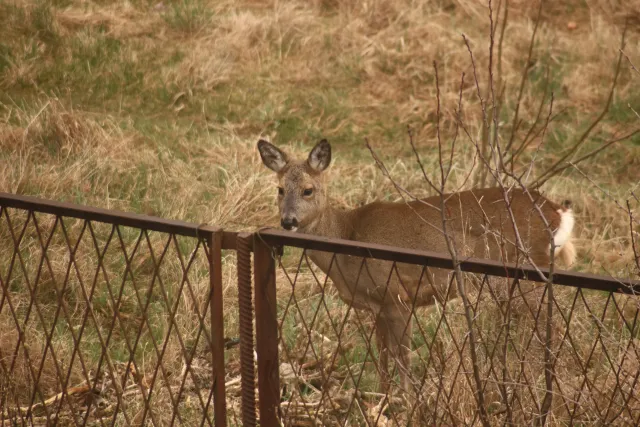 Spiratone Plura-Coat SharpShooter-S 400mm f6.3 (T2-M42) - 00005429.webp