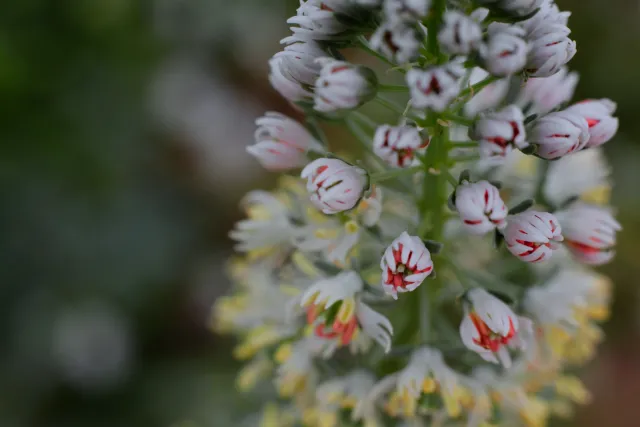 Carl Zeiss Jena DDR Pancolar Electric 50mm f1.8 (M42) - 00004552.webp