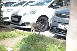 Carl Zeiss Jena DDR Pancolar Electric 50mm f1.8 (M42) - 00003273.webp