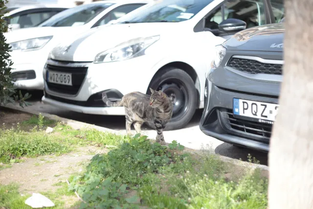 Carl Zeiss Jena DDR Pancolar Electric 50mm f1.8 (M42) - 00003273.webp