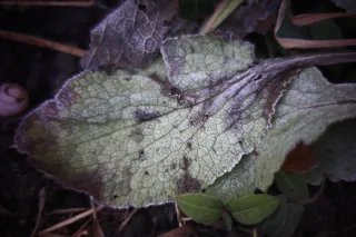 KOWA SUPER PROMINAR-16 50mm f1.2 Eiki 16mm (DIY) - 00002074.webp