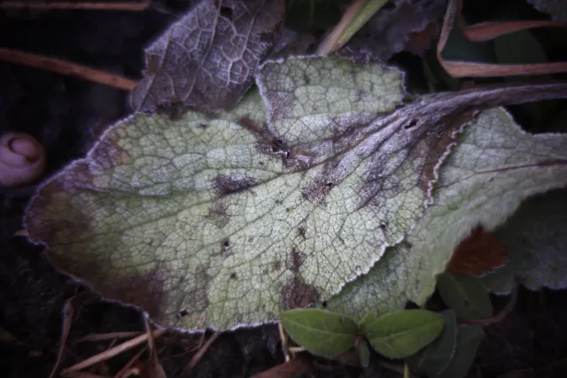 KOWA SUPER PROMINAR-16 50mm f1.2 Eiki 16mm (DIY) - 00002074.webp