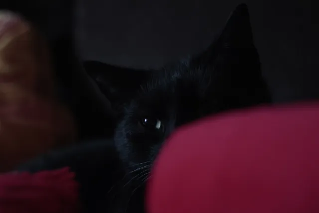 Jena Biotar 58mm f2.0 (wczesny, ~1953) (M42) - 00002455.webp