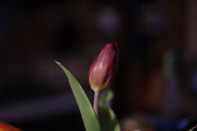 Formula 5 Gold Crown Macro Zoom 60-150mm f4 MC (M42) - 00005050.webp