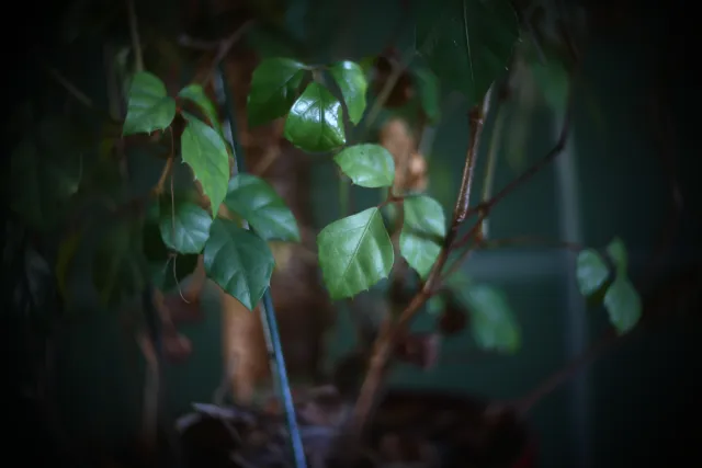 Simplex Ampro Ltd 2.5cala (63.5mm) f1.8 16mm (DIY) - 00002210.webp