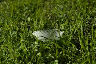 Meyer-Optik Görlitz Primagon 35mm f4.5 (M42) - 00001159.webp