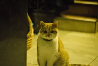 P.Angenieux Paris F.100mm.(M42) - 00000011.webp