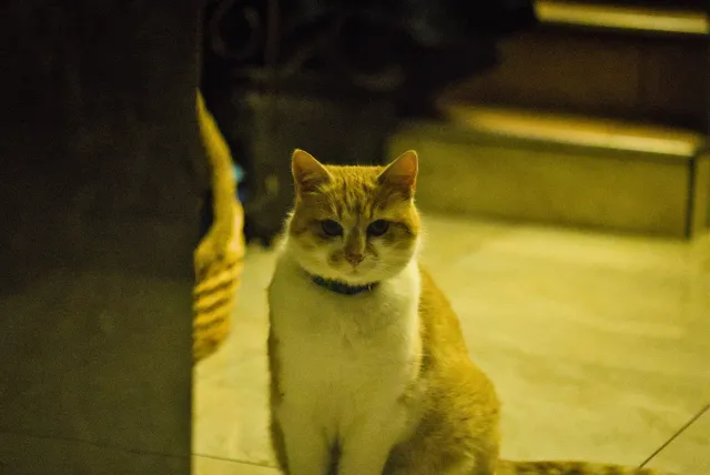 P.Angenieux Paris F.100mm.(M42) - 00000011.webp