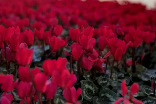 Zenith Helios-77M-4 50mm f1.8 VOMZ (M42) - 00000976.webp