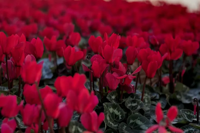 Zenith Helios-77M-4 50mm f1.8 VOMZ (M42) - 00000976.webp