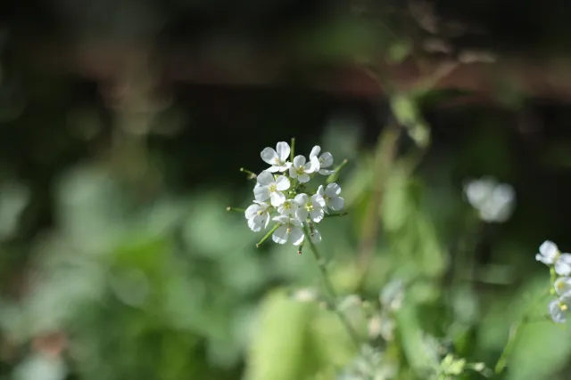 Carl Zeiss Jena DDR Pancolar Electric 50mm f1.8 (M42) - 00003609.webp