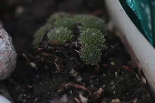 Carl Zeiss Jena DDR S 180mm f2.8 Zebra (M42) - 00004765.webp