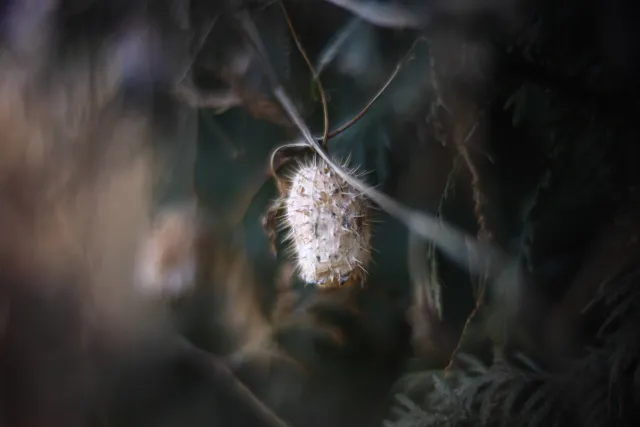 KOWA SUPER PROMINAR-16 50mm f1.2 Eiki 16mm (DIY) - 00002040.webp