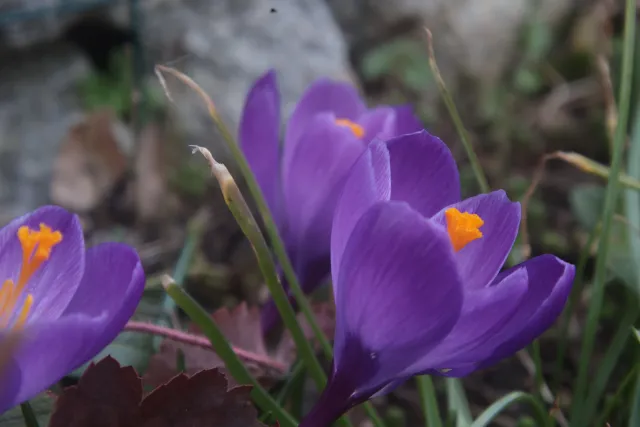 Helios Auto Zoom 85-210mm f3.8 Macro (M42) - 00005069.webp