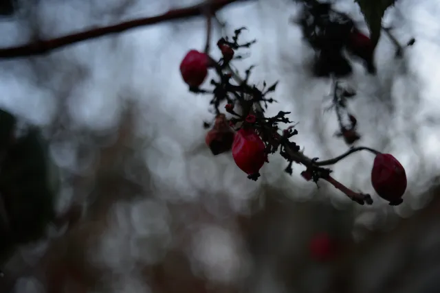 Kilfitt Makro-Kilar D f2.8 40mm (EXA) - 00004887.webp