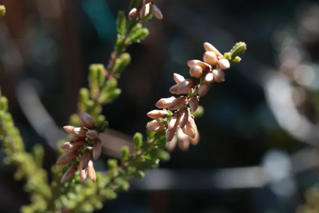 Canon Macro Lens FD 50mm f3.5 S.S.C. (FD) - 00004939.webp