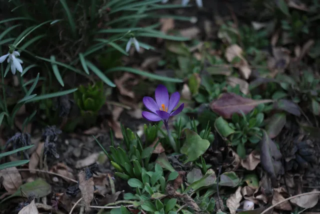 Carl Zeiss Jena Tessar 50mm f2.8 (M42) - 00005093.webp