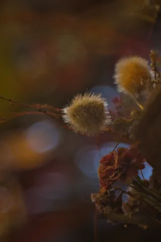 P.Angenieux Paris F.100mm.(M42) - 00000021.webp