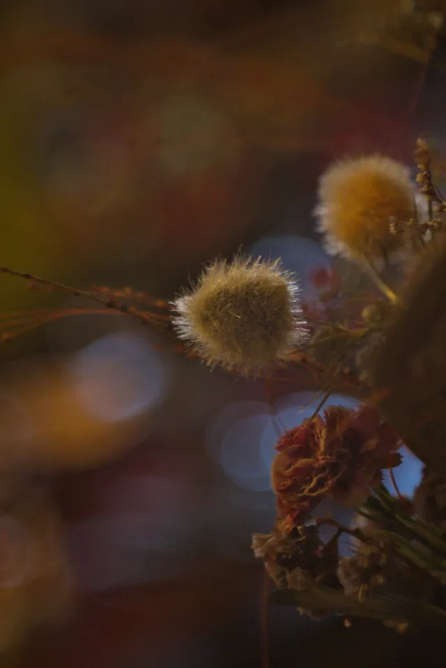 P.Angenieux Paris F.100mm.(M42) - 00000021.webp