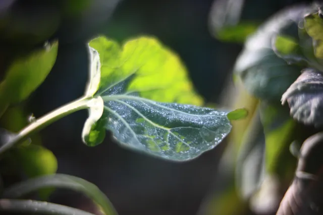 KOWA SUPER PROMINAR-16 50mm f1.2 Eiki 16mm (DIY) - 00001975.webp