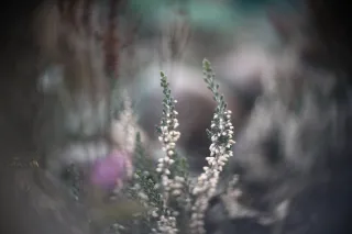 Simplex Ampro Ltd 2.5cala (63.5mm) f1.8 16mm (DIY) - 00002222.webp