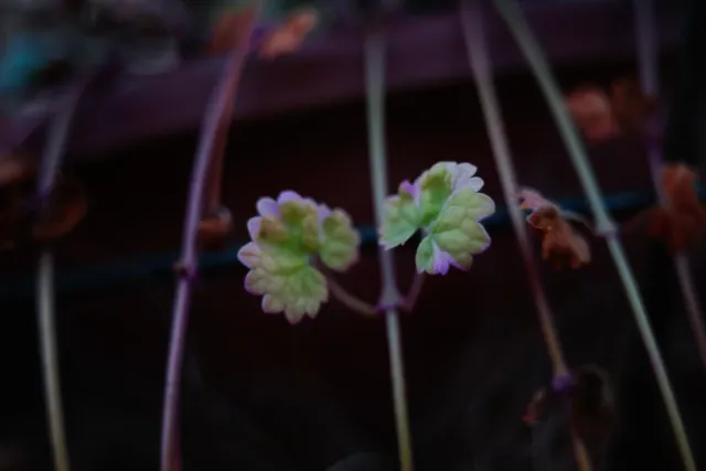 Kilfitt Makro-Kilar D f2.8 40mm (EXA) - 00004880.webp