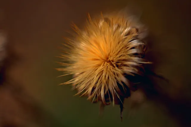 Kilfitt Makro-Kilar D f2.8 40mm (EXA) - 00005327.webp