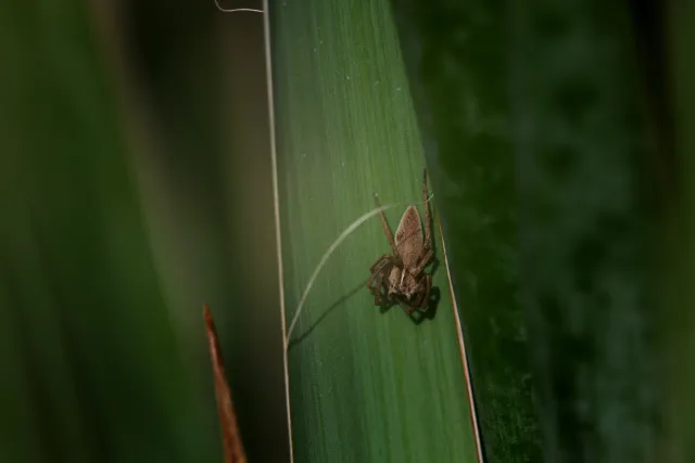 Carl Zeiss Jena DDR MC Sonnar 135mm f3.5 (M42) - 00005166.webp