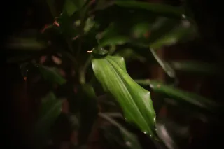 Simplex Ampro Ltd 2.5cala (63.5mm) f1.8 16mm (DIY) - 00002150.webp