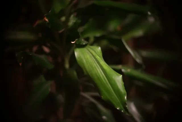 Simplex Ampro Ltd 2.5cala (63.5mm) f1.8 16mm (DIY) - 00002150.webp