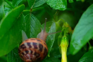 Carl Zeiss Jena DDR Pancolar Electric 50mm f1.8 (M42) - 00004489.webp