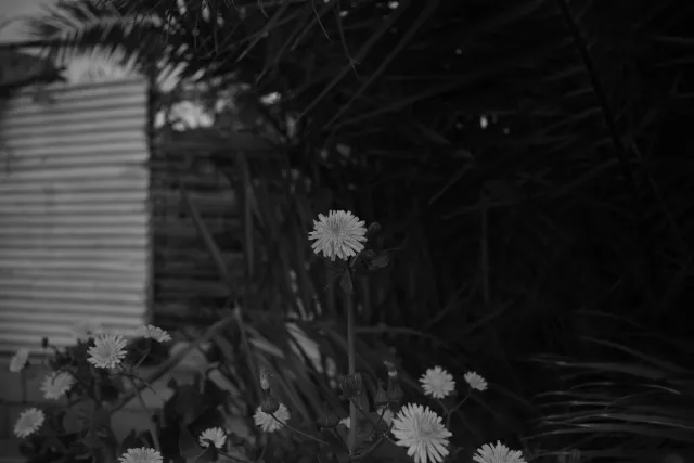 Meyer-Optik Görlitz Primagon 35mm f4.5 (M42) - 00003593.webp