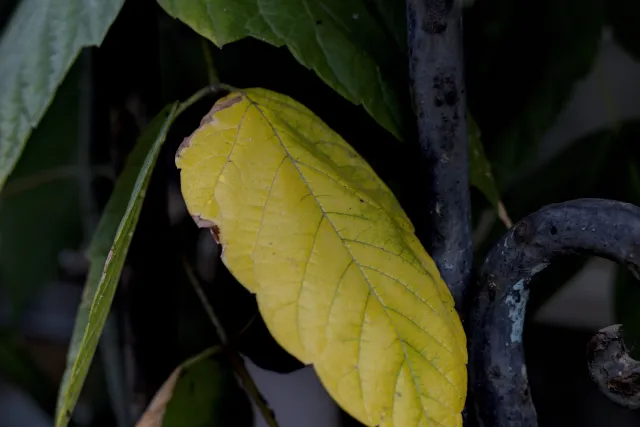 Zenith Helios-77M-4 50mm f1.8 VOMZ (M42) - 00001017.webp