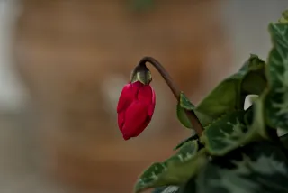 Zenith Helios-77M-4 50mm f1.8 VOMZ (M42) - 00001035.webp