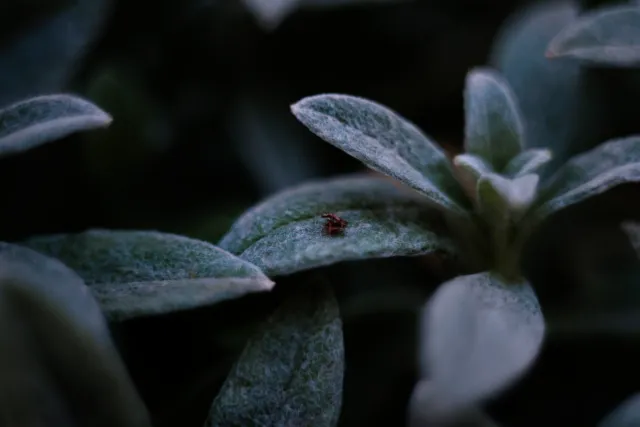 Kilfitt Makro-Kilar D f2.8 40mm (EXA) - 00004895.webp