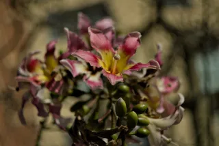 Zenith Helios-77M-4 50mm f1.8 VOMZ (M42) - 00000204.webp