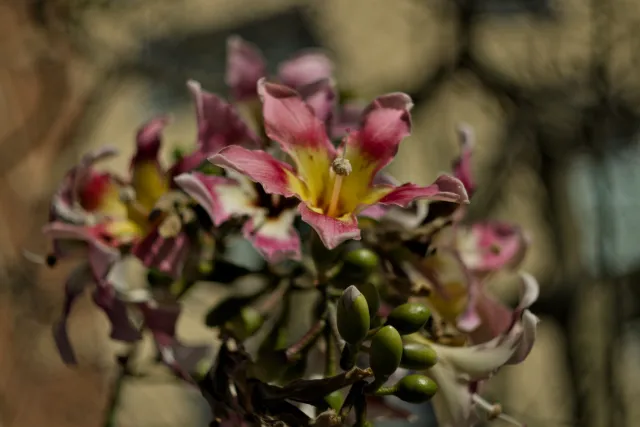 Zenith Helios-77M-4 50mm f1.8 VOMZ (M42) - 00000204.webp