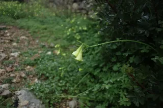 Carl Zeiss Flektogon f4 20mm (m42).md - 00004435.webp