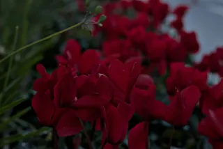 Zenith Helios-77M-4 50mm f1.8 VOMZ (M42) - 00000973.webp