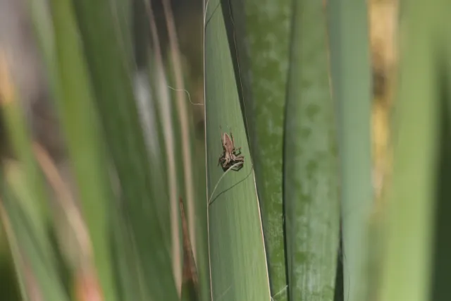 Helios 44-M-2 Trioplan Mod (M42) - 00005149.webp