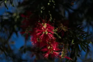 Zenith Helios-77M-4 50mm f1.8 VOMZ (M42) - 00000205.webp