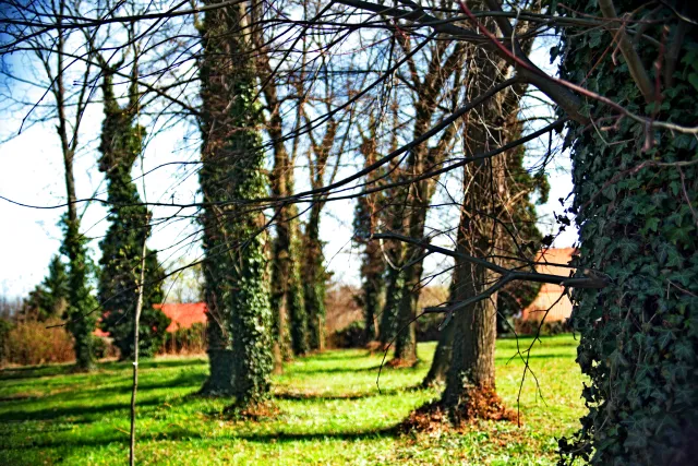 Vivitar Series 1 28-105mm f2.8-3.8 VMC Macro (Olympus OM) - 00005535.webp