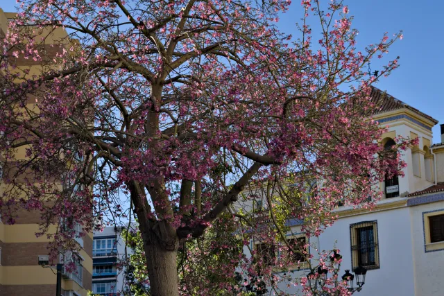 Zenith Helios-77M-4 50mm f1.8 VOMZ (M42) - 00001283.webp