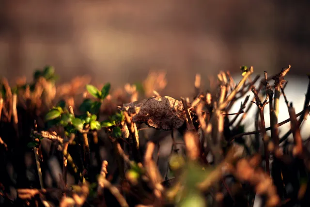 Yashica Lens DSB 55mm f2 (CY) - 00005391.webp