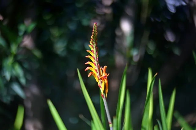 Simplex Ampro Ltd 2.5cala (63.5mm) f1.8 16mm (DIY) - 00003140.webp