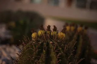 Minolta MC Rokkor-PF 55mm f1.7 (Minolta MCMD) - 00002779.webp