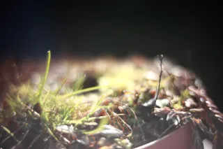 KOWA SUPER PROMINAR-16 50mm f1.2 Eiki 16mm (DIY) - 00001972.webp