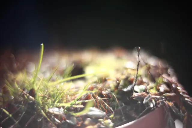 KOWA SUPER PROMINAR-16 50mm f1.2 Eiki 16mm (DIY) - 00001972.webp