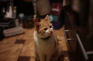 Rollei Planar 50mm f1.8 HFT C (QBM) - 00001644.webp