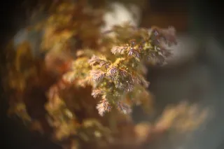 Simplex Ampro Ltd 2.5cala (63.5mm) f1.8 16mm (DIY) - 00002220.webp